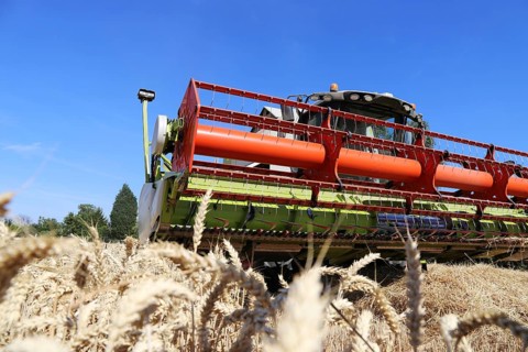 Harvesting grain with a combine harvester in a field near Ludwigshafen
