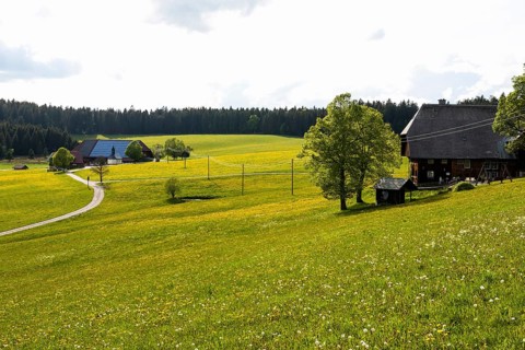 Farms and flowering meadow, Thurner, near St Märgen, Black Forest, Baden-Württemberg, Germany,