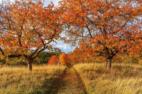 Meadow path with fruit trees in autumn, International Art Trail, Hoher Fläming nature park Park,