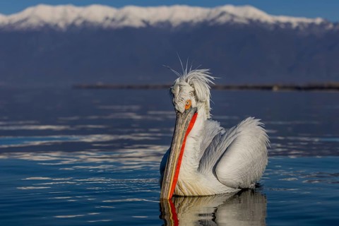 Dalmatian Pelican (Pelecanus crispus), swimming, red throat pouch, snow-capped mountains in the