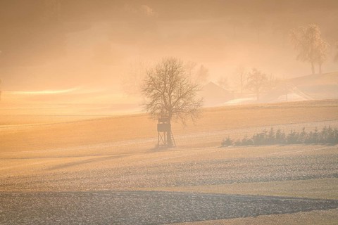 Mystical morning mood with a tree and hunting seat in the fog, Nagold, Black Forest, Germany,