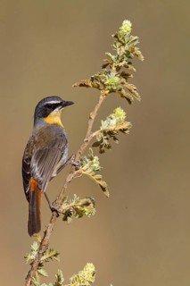 Cossypha caffra, family of flycatchers, Underberg surroundings, Underberg, KwaZulu-Natal, South