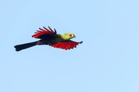 Guinea turaco (Tauraco persa), family of native turacos, aerial view, Brufut woods, Brufut, South
