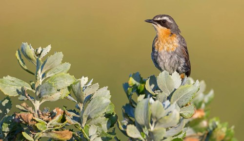 Cossypha caffra, family of flycatchers, Underberg surroundings, Underberg, KwaZulu-Natal, South