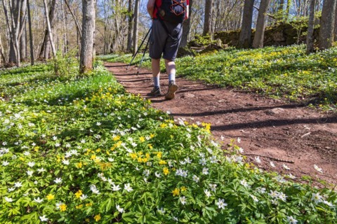 Blooming Wood anemone (Anemone nemorosa) and Yellow anemone (Anemone ranunculoides) by a footpath