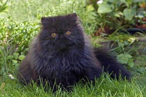 Persian cat, long-haired cat