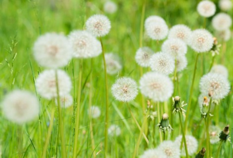 A green meadow full of dandelions, common dandelion (Taraxacum ruderalia) in a meadow, seed heads