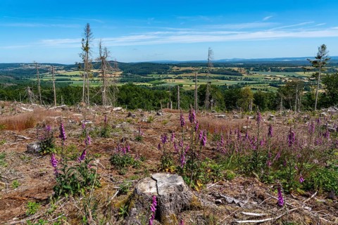 Cleared forest in the Eggegebirge, near Lichtenau, Paderborn district, site of a spruce forest that