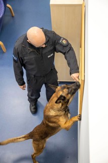 Data storage sniffer dog of the North Rhine-Westphalia police, here in a training flat, training