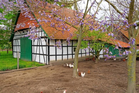 Half-timbered house with purple flowering jacaranda tree Todtenhausen Minden Germany
