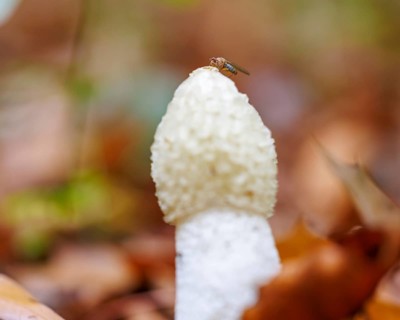 Stinkhorn (Phallus impudicus), Germany, Europe