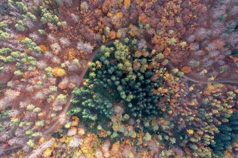 Drone shot, forest in autumn, Wachau, Lower Austria, Austria, Europe