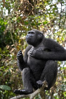 Western lowland gorilla (Gorilla gorilla gorilla) drumming on its chest, male animal, Réserve