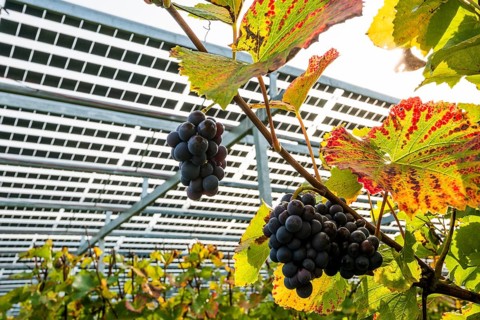 Solar plant in the vineyard, solar cells, solar modules, solar power plant, photovoltaic plant,