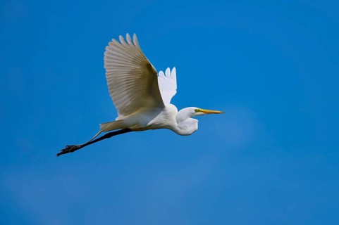 Great Egret (Egretta alba), flying against the blue sky, Black Point Wildlife Drive, Titusville,