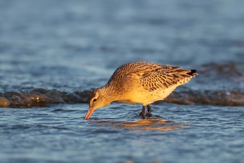 Bar tailed godwit (Limosa lapponica) adult bird in winter plumage feeding on a coastline, Norfolk,