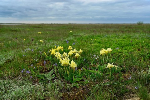 Dwarf iris (Iris pumila), Lake Neusiedl National Park, Seewinkel, Burgenland, Austria, Europe