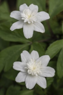 Double-flowered wood anemone (Anemone nemorosa Vestal), Emsland, Lower Saxony, Germany, Europe