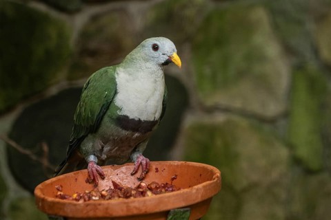 Black-chinned Fruit Dove (Ptilinopus leclancheri), Walsrode Bird Park, Lower Saxony, Germany,