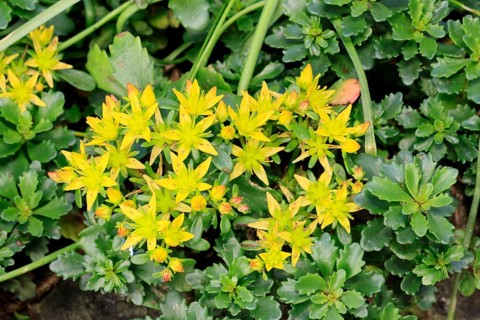Kamschatka stonecrop (Sedum kamtschaticum), flowering, flower, Ellerstadt, Germany, Europe