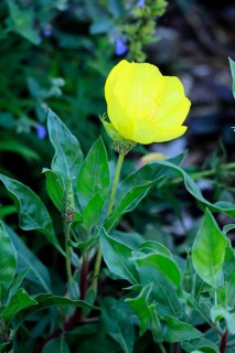 Common evening primrose (Oenothera biennis), flowering, flower, Ellerstadt, Germany, Europe