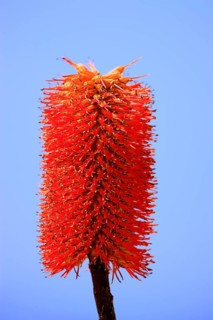 Aloe (Aloe dawei), flowering, California, USA, North America
