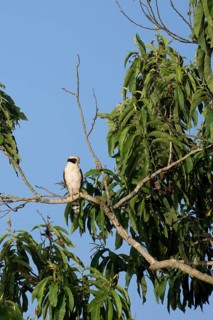 Laughing Falcon, Herpetotheres cachinnans, Amazon Basin, Brazil, South America