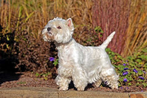 West Highland White Terrier, White Highland Terrier, Westie