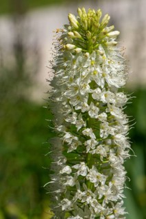 Narrow-leaved foxtail lily (Eremurus stenophyllus), North Rhine-Westphalia, Germany, Europe