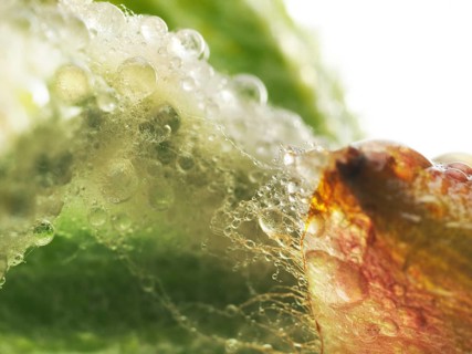 Chestnut, common horse-chestnut (Aesculus hippocastanum), detail of bud, resin droplets and fine