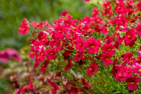 Pouch nemesia (Nemesia), North Rhine-Westphalia, Germany, Europe