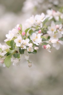 Apple blossom branch with white open flowers and yellow stamens, few closed flowers in pink, green