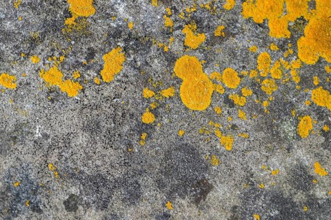 Wall with lichen, background, texture, Germany, Europe
