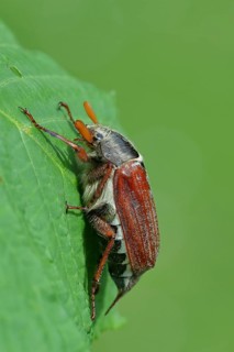 Northern cockchafer (Melolontha hippocastani), male, on a leaf of a horse chestnut (Aesculus
