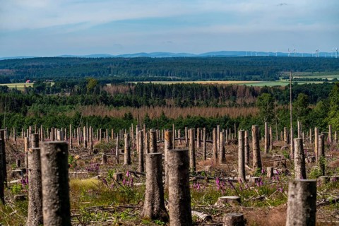 Cleared forest in the Eggegebirge, near Lichtenau, Paderborn district, site of a spruce forest that