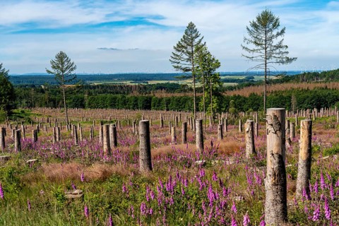 Cleared forest in the Eggegebirge, near Lichtenau, Paderborn district, site of a spruce forest that