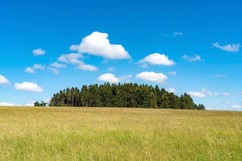Forest, landscape, pasture with high grass, vastness, clouds, summer in Hochsauerlandkreis, North