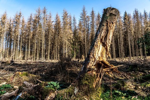 Forest dieback in Arnsberg Forest, northern Sauerland, dead spruce trees, partly cleared forest,