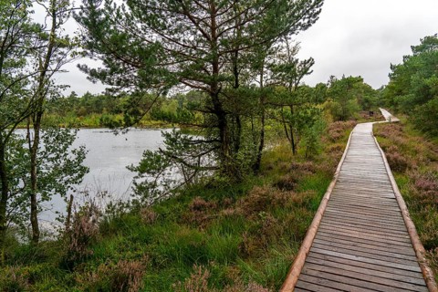 Wooden plank path through the Pietzmoor, raised bog in the Lüneburg Heath nature reserve, near