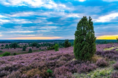 Heather blossom of the broom heather, in the Lüneburg Heath nature reserve, near Wilseder Berg,