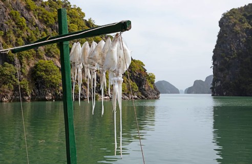Squid hanging in the sun to dry, behind the karst rocks of Lan Ha Bay, Halong Bay, Vietnam, Asia
