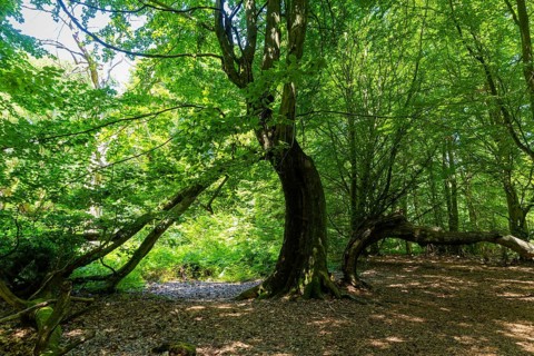 The Sababurg primeval forest, also known as the Reinhardswald primeval forest, is a nature and