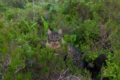 Norwegian Forest Cat in the Norwegian undergrowth