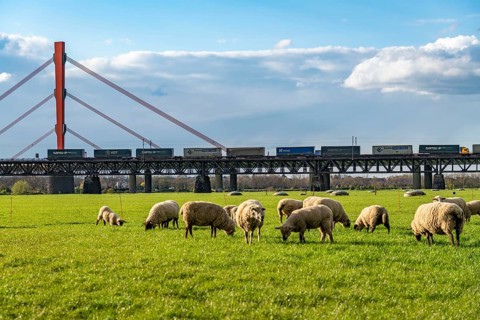 Rhine dyke near Duisburg-Beeckerwerth, flock of sheep, Haus-Knipp railway bridge, goods train,