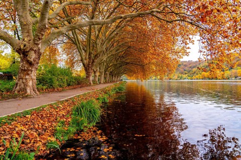 Platanen Allee, Weg am Lake Baldeney, near Haus Scheppen, in Essen, autumn, North Rhine-Westphalia,
