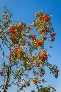 Mountain ash, (Sorbus Aucuparia), rowan, plant shrub, flora, tree, Germany, Europe