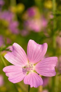 Musk mallow (Malva moschata), close-up, in a sunny meadow in summer, Spessart, Bavaria, Germany,