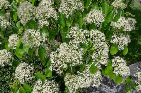Giant dogwood flowers, Bavaria, Germany, Europe