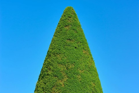 A tall, conical yew (Taxus), in front of a clear blue sky, summer, Germany, Europe