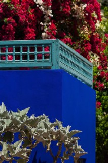 Majorelle Garden, botany, cactus, cacti, bougainvillea, flora, plant, botany, tropical, climate,
